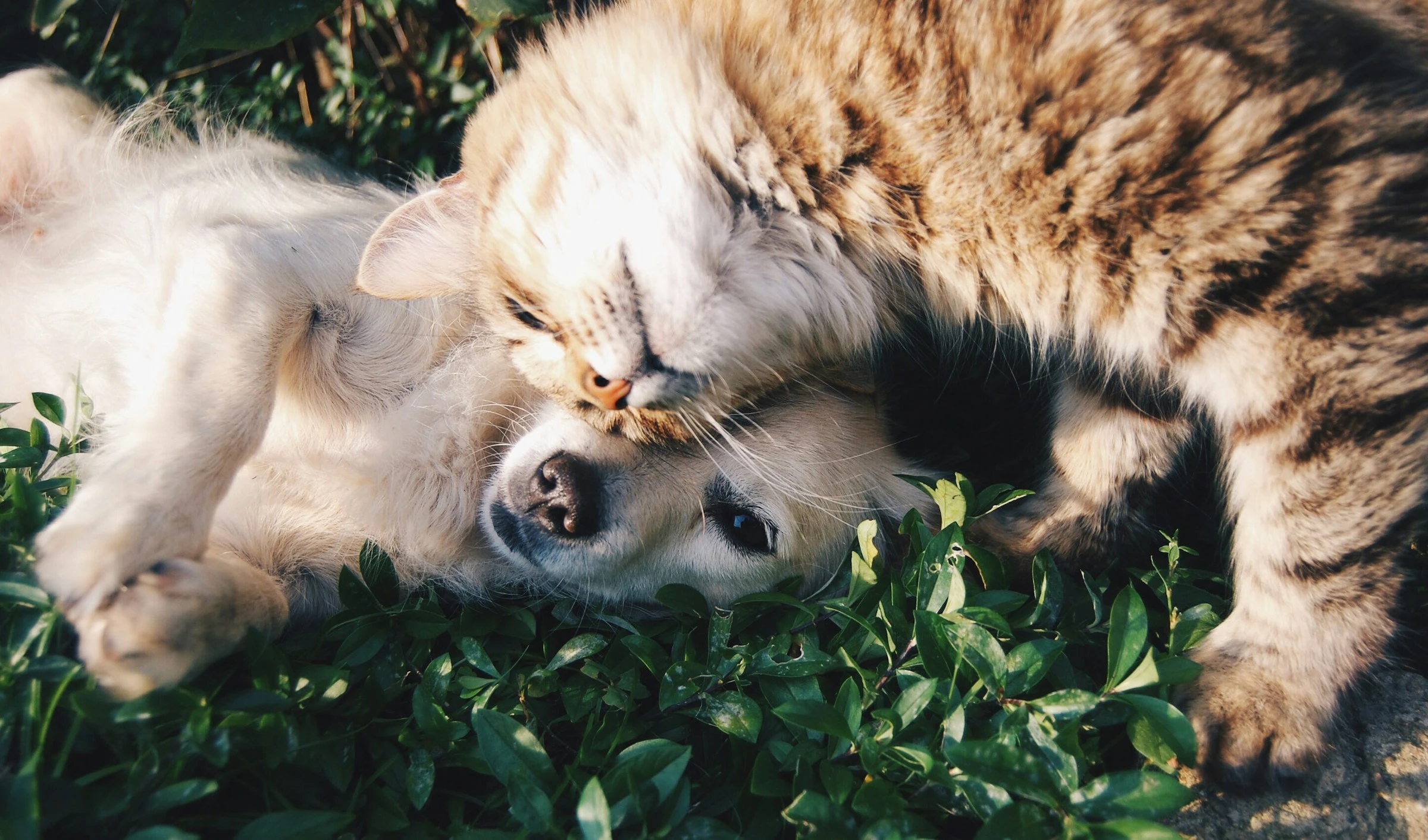 Pet Bylaws 2025: Can Your Body Corporate Ban Dogs and Cats?